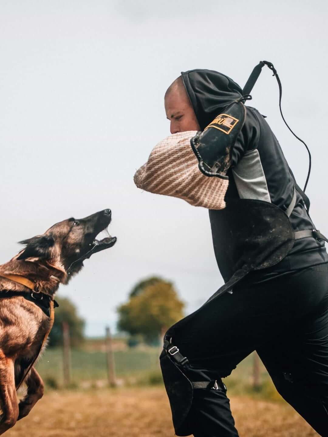 Diensthund-Ausbildung bei Schutz & Hund für Polizei und Zoll